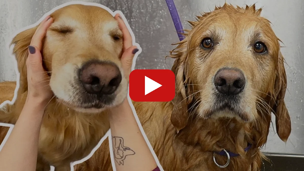 Watch The most golden of Golden Retrievers that has ever Goldened on YouTube — Girl With The Dogs