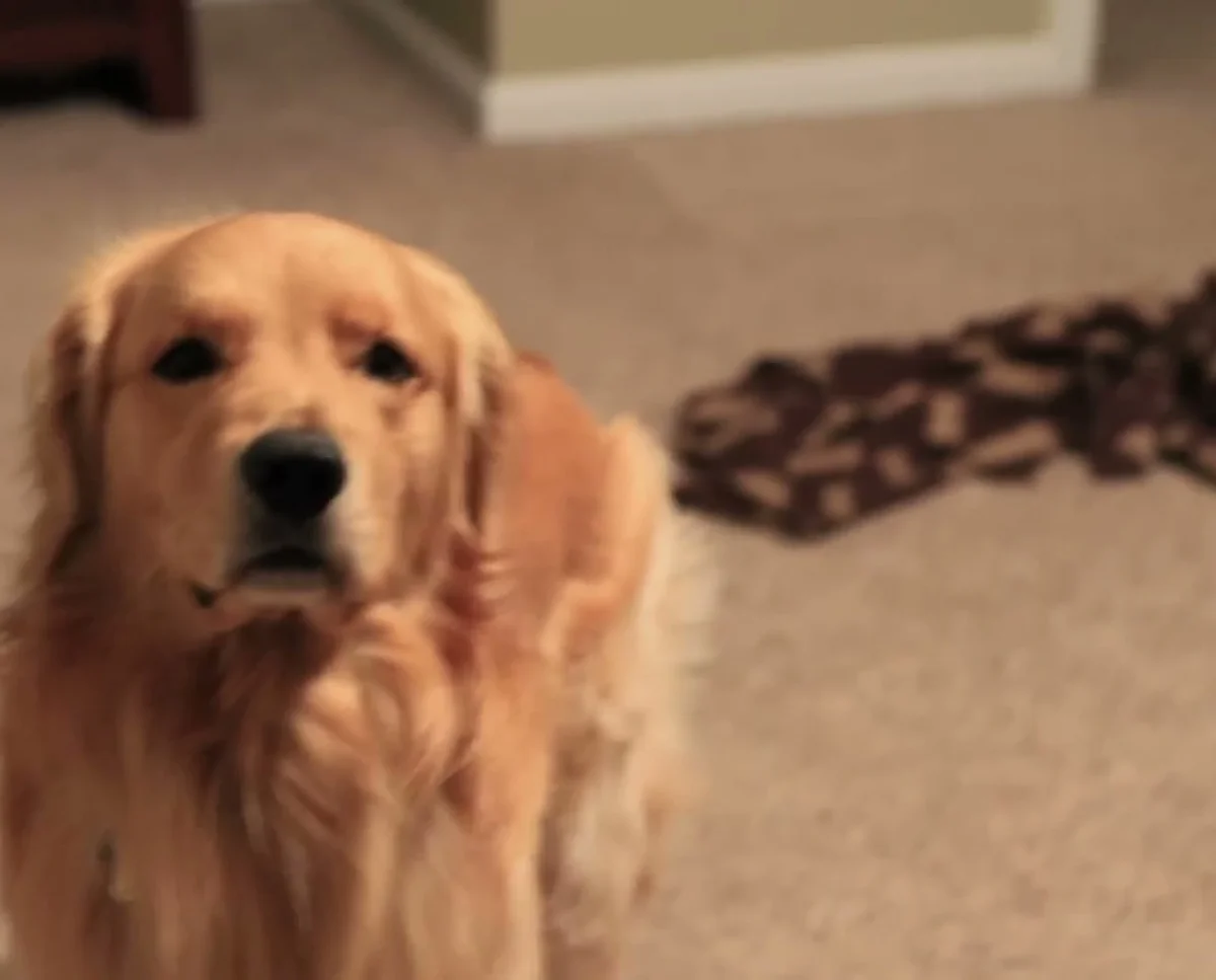 Oshie the golden retriever sitting alone at home, waiting patiently