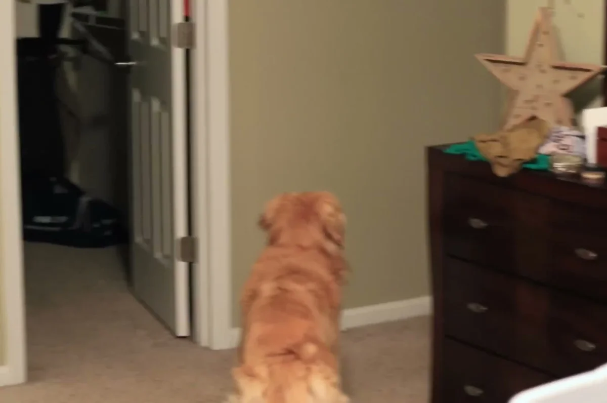 Oshie the golden retriever standing at the door, ears up, anticipating something