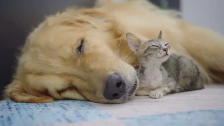 A Rescue Kitten Came Home With Stitches On Her Neck — A Golden Retriever Healed Her In Three Meetings