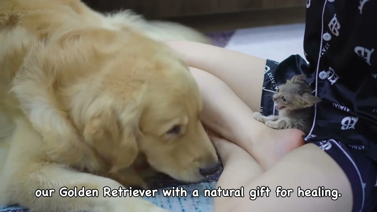 Toby the golden retriever lying low on the floor, carefully watching tiny rescue kitten Mirai in the owner's lap during their first meeting