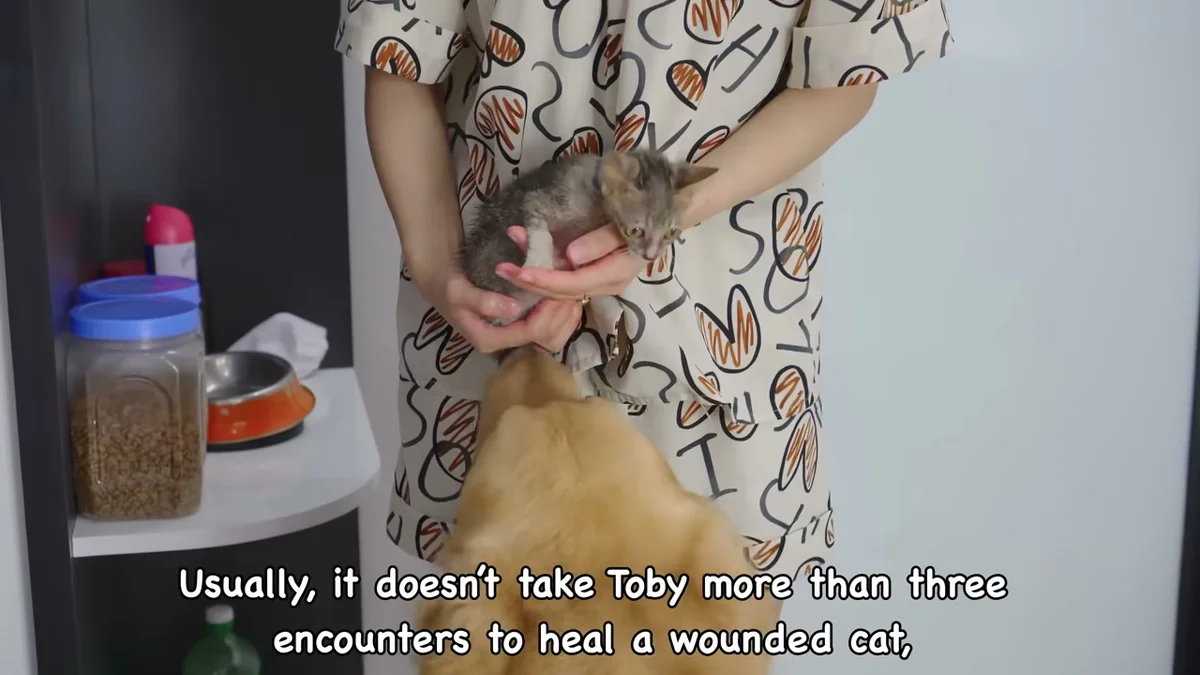 Owner holding tiny rescue kitten Mirai toward Toby the golden retriever as they begin their third meeting together