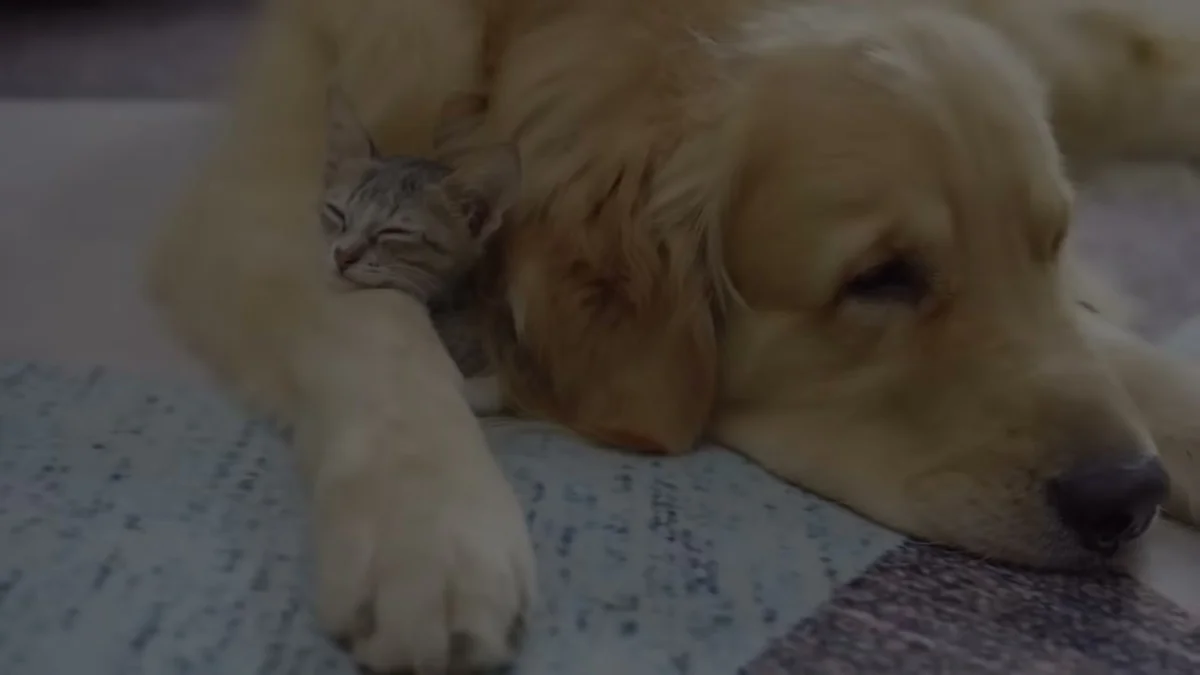 Rescue kitten Mirai sleeping peacefully curled against Toby the golden retriever