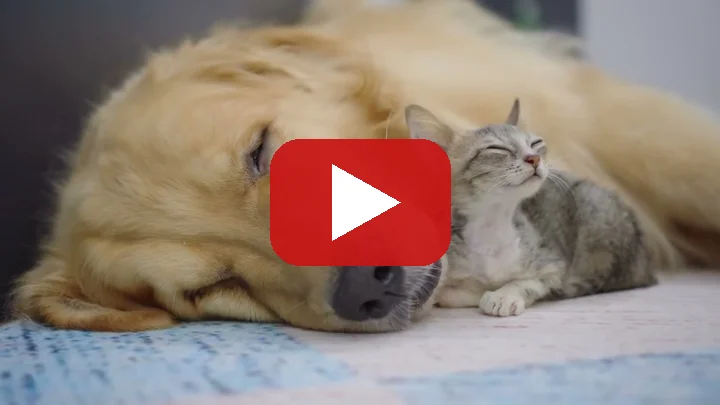 Watch Toby the golden retriever heal rescue kitten Mirai in three meetings on YouTube - Toby and Candy Family