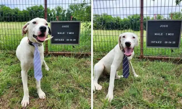 Two Brothers Were Found Sick and Abandoned on a Texas Road — Now They Both Have Forever Homes