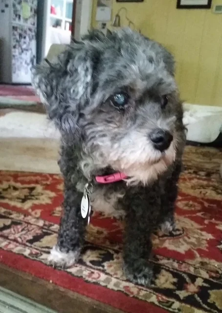 Every Day Was A Crate — Then Old Dog Haven Opened The Door For Lilly Rose