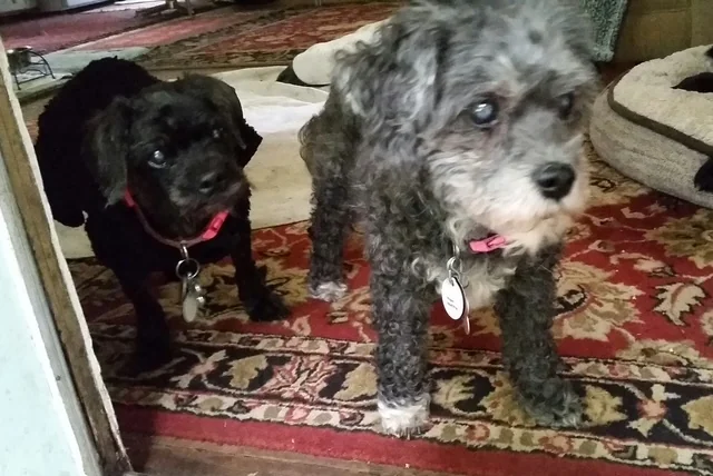 Lilly Rose with one of her new housemates at Old Dog Haven