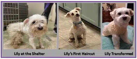 Lily (formerly Dollie) a 16-pound Golden Retriever rescued by GRRAND photographed after her transformation