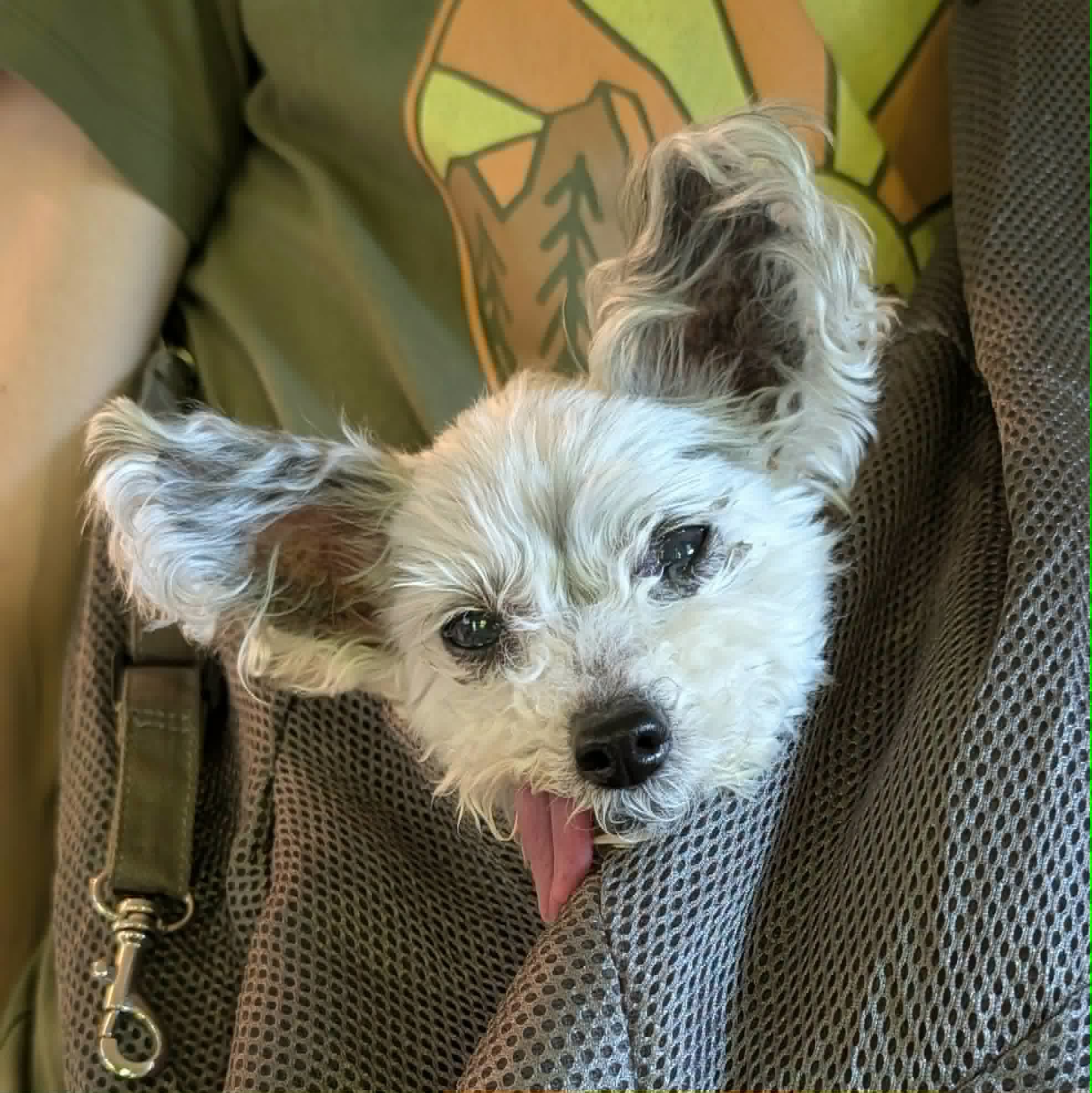 Louis, a 15-year-old Yorkie-poo, sits in his permanent foster home through Old Dog Haven’s Final Refuge program. Photo: Old Dog Haven