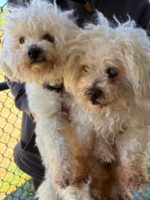 Two Senior Poodles Arrived in the Same Carrier — Then the Vet Found Four Stones in Lucky