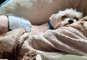 Lucky the poodle after emergency surgery at Old Dog Haven. Photo: Old Dog Haven.