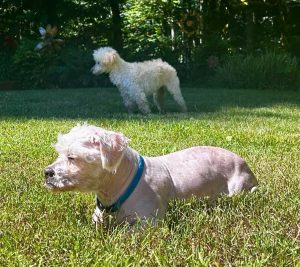 Lucky and Hope enjoy outdoor time in their foster yard. Photo: Old Dog Haven.