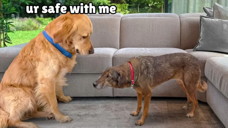 She Was Carried Inside Because She Couldn’t Move — Then A Golden Retriever Did Something Unexpected