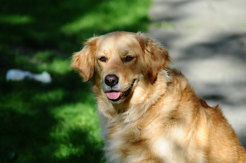 A gentle golden retriever sits calmly in warm afternoon sunlight — the kind of patient presence that helps terrified rescue dogs settle