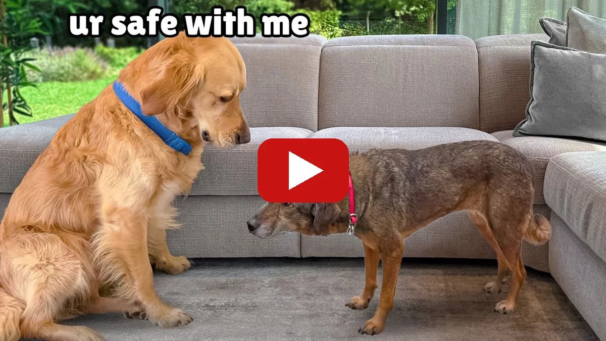 Watch Golden Retriever Meets Terrified Rescue for the First Time on YouTube — The Golden Kobe Family