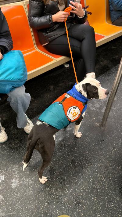 Maggie the deaf dog wearing a bright orange Adopt Me vest during her volunteer walk at Best Friends Animal Society NYC