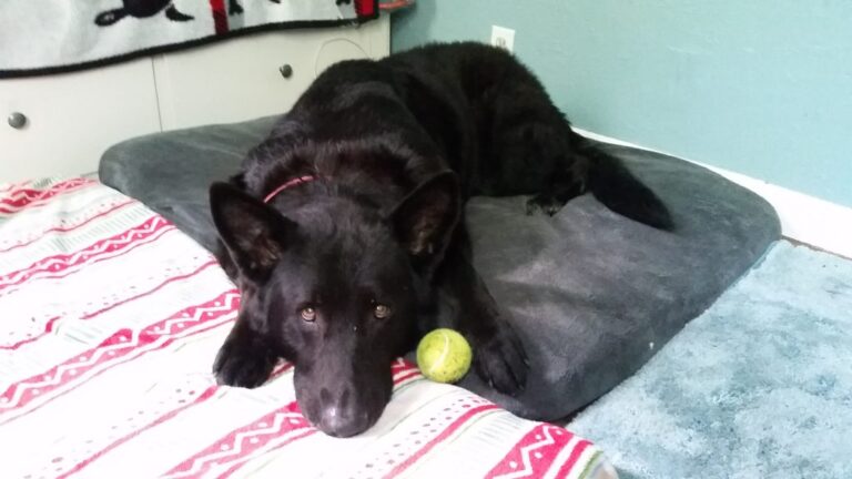 He Was Left Behind In Pain For Days — Now He Dances Every Time He Gets A Tennis Ball