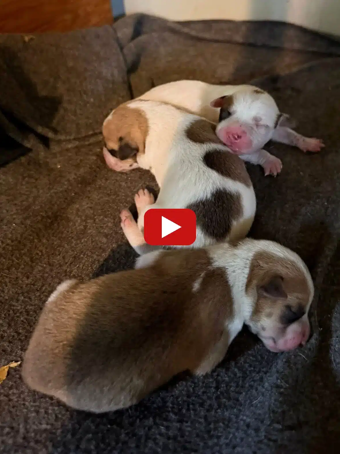 Watch Millie's full story on YouTube — Best Friends Animal Society