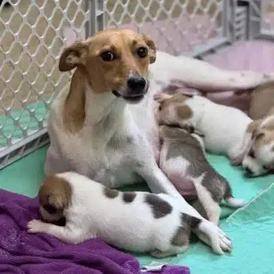 Millie with her seven puppies after rescue by Best Friends Animal Society