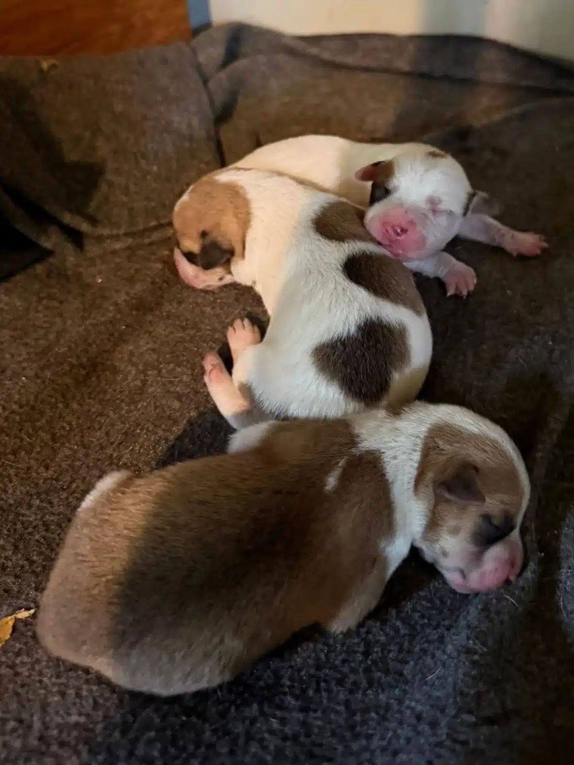 A puppy pile — Millie's seven pink-nosed puppies together at Best Friends Animal Society