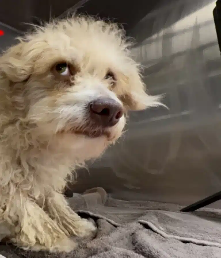 Everyone at the Shelter Called Him Aggressive — His Groomer Found the Heartbreaking Reason