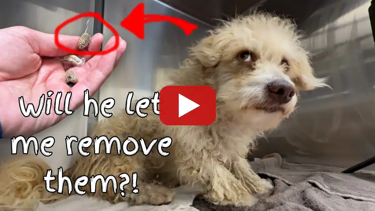 Watch Milo’s grooming transformation story on YouTube — iHeartDogs