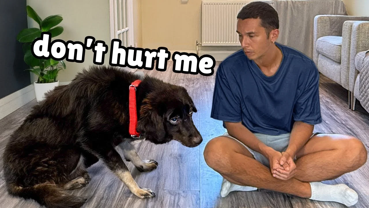 A severely traumatized rescue dog sits frozen in fear during her first moments in foster care — The Golden Kobe Family