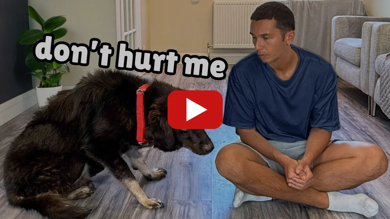 Watch The Most Broken Dog We