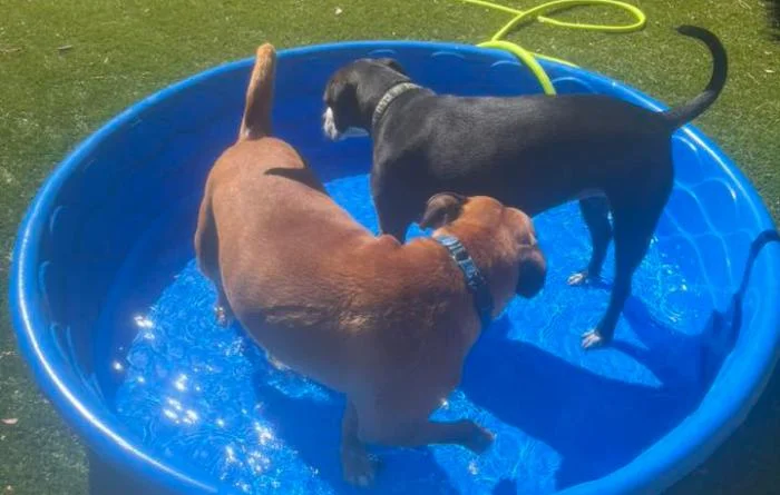 Nigel splashing in a small blue pool with a dog friend — one of his favorite activities in Colorado