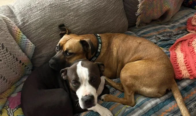 He Lunged and Barked at Everyone in the Shelter — Then a Caregiver in Utah Figured Out Why