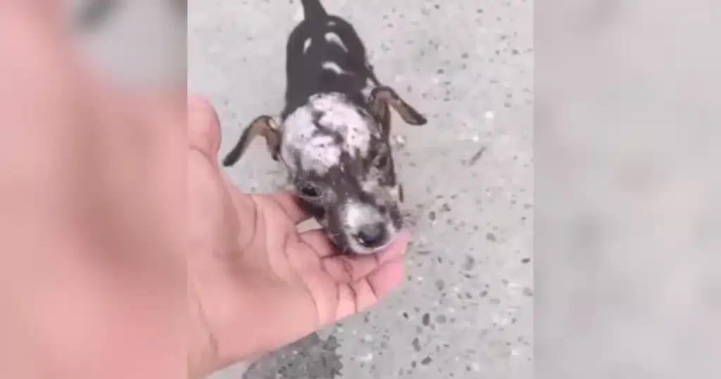 Pumba the puppy when first found by rescuers, showing his condition before treatment