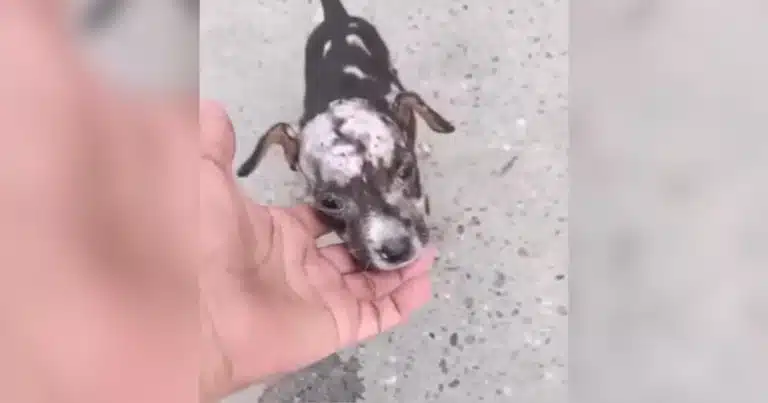 The Puppy Found in Terrible Shape on the Street – What the Vet Said Wasn’t What Anyone Expected