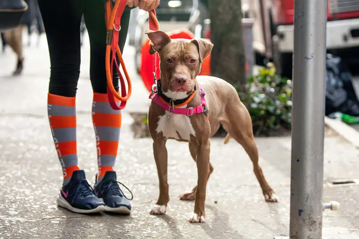 Queen Bee on a New York City sidewalk on a leash, looking alert and tense