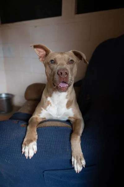 Queen Bee relaxed and settled on a chair at Best Friends Animal Sanctuary, tongue out