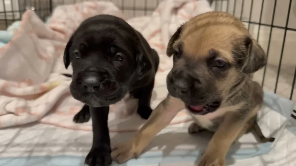 Two orphaned rescue puppies in a crate, black and brindle, waiting for help