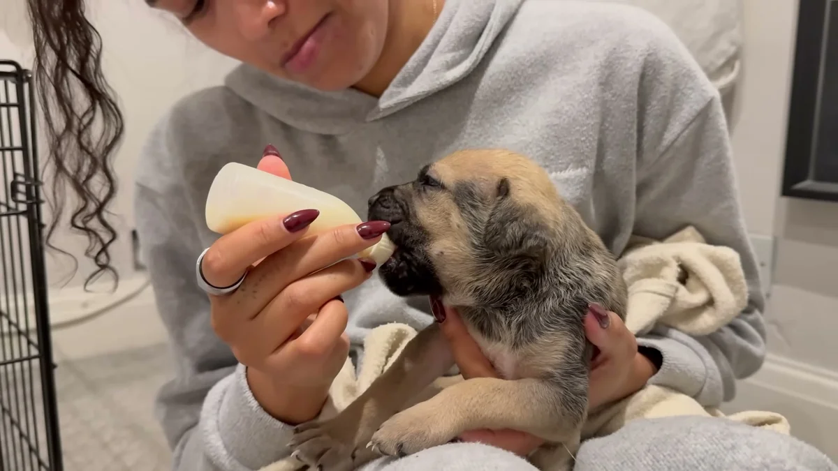 Ella bottle-feeding one of the tiny orphaned rescue puppies
