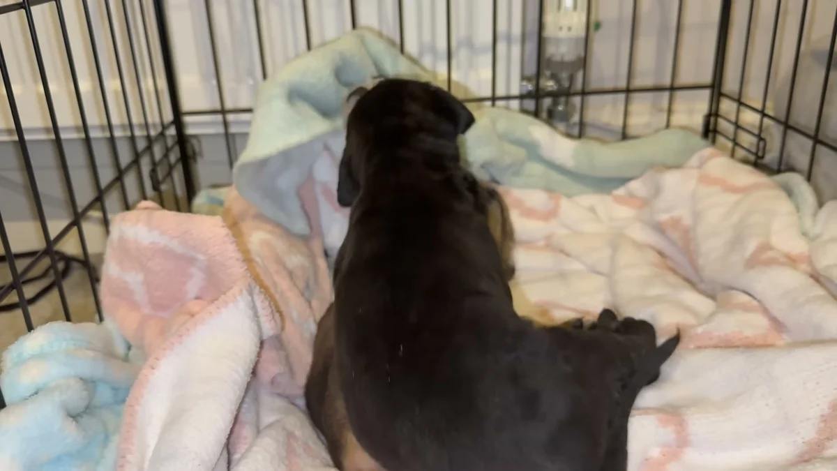 One of the orphaned rescue puppies standing in a crate, gaining strength