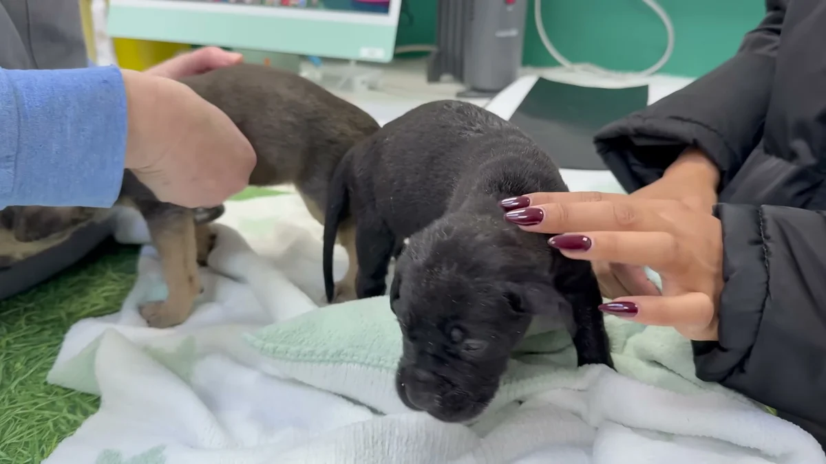 Both rescue puppies at a vet visit -- black puppy gently cradled, brindle visible behind