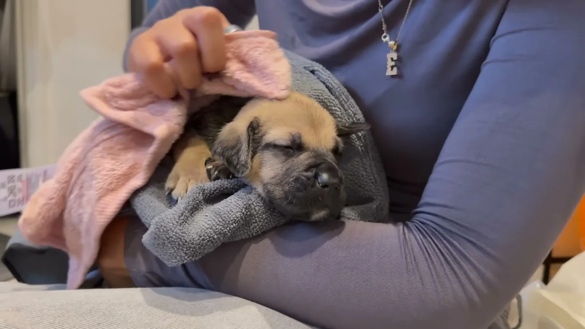 Ella cuddling the brindle rescue puppy, sleeping peacefully in a blanket