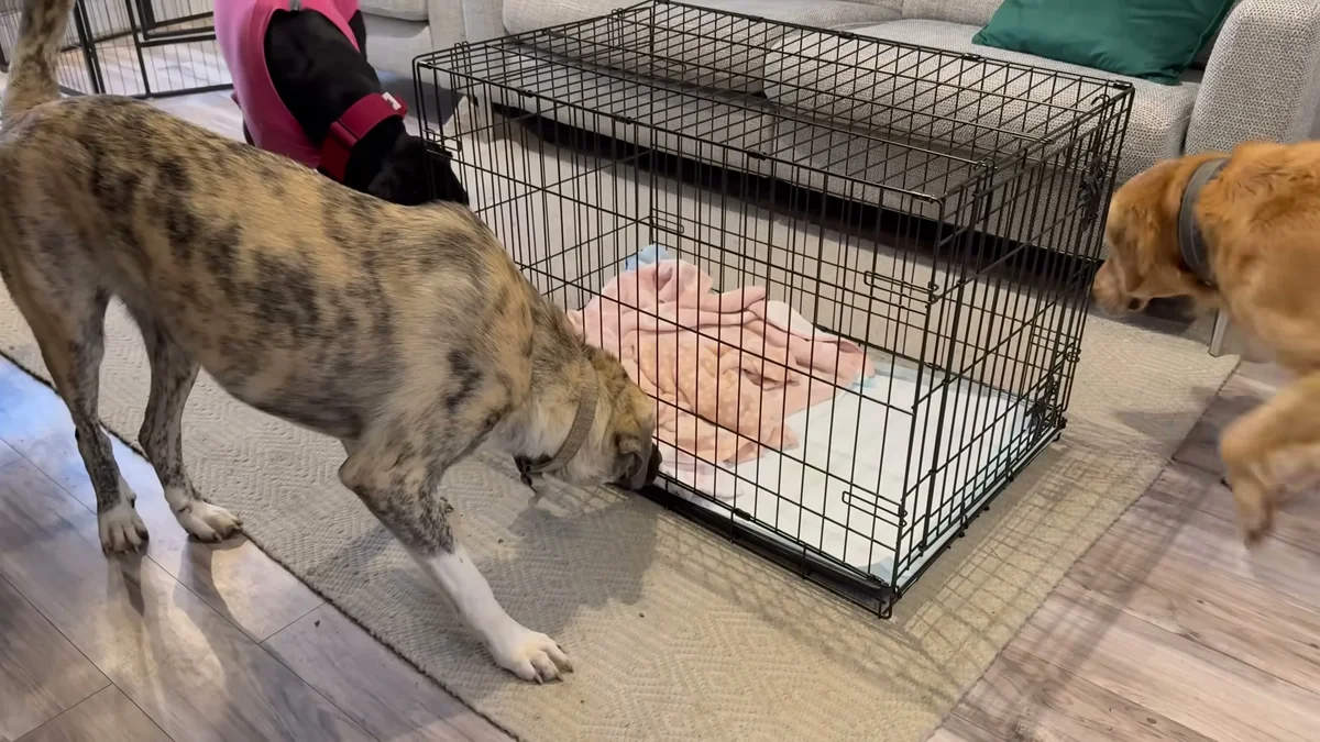 The family dogs investigating the puppies crate for the first time