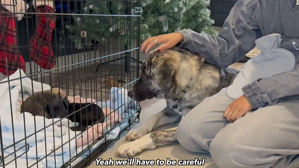 Moki the Doberman leaning toward the puppy crate as Ella sits beside him