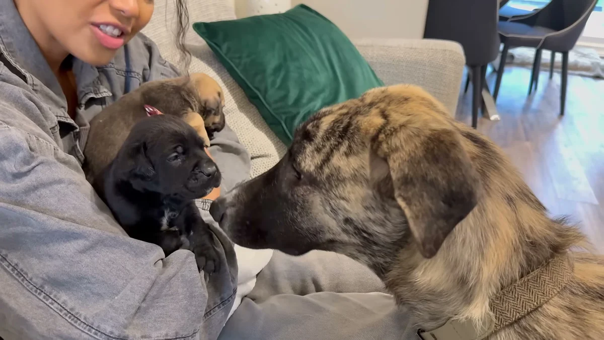 Moki nose-to-nose with the black rescue puppy as Ella holds it