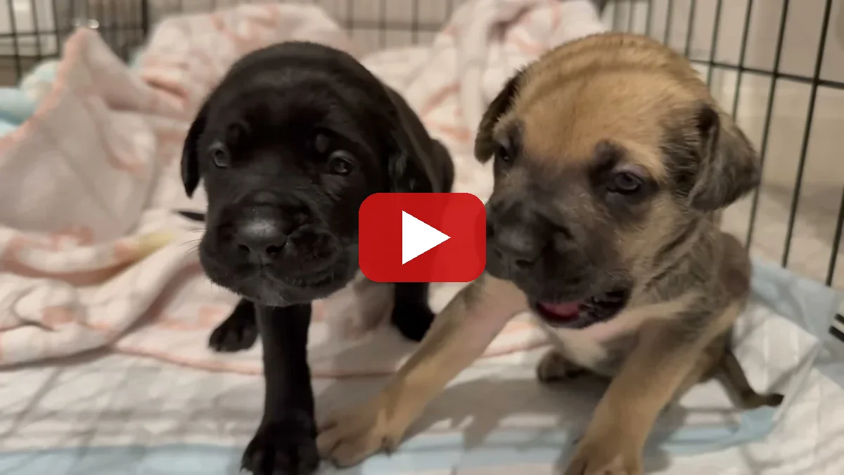 Watch Rescue Puppies Mom Passed Away Our Doberman Stepped Up on YouTube - The Golden Kobe Family