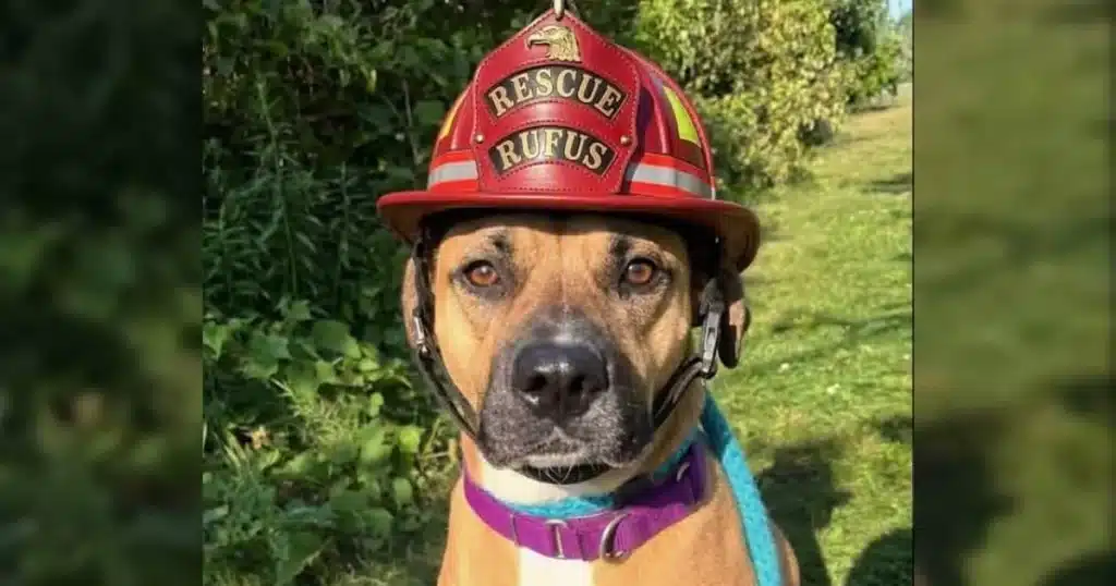 Rufus the shelter dog at Liberty Fire Department in Boardman, Ohio