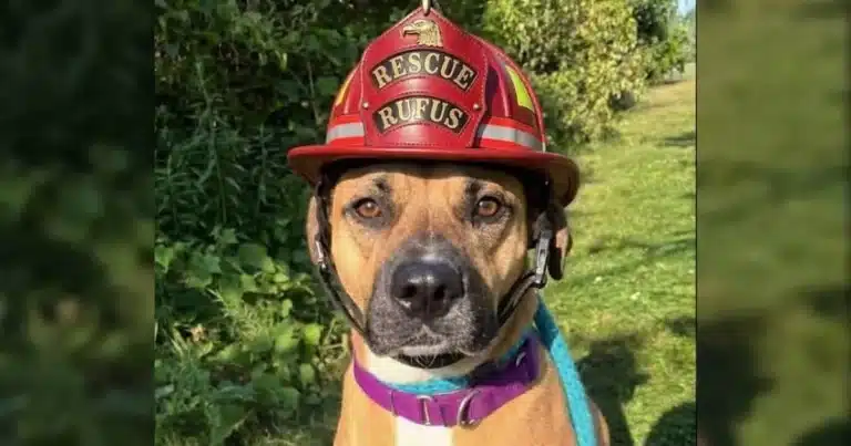 He Spent Two Years at the Shelter — Then a Fire Crew Changed Everything