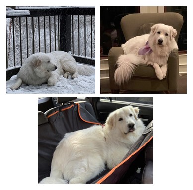 Sadie Mae golden retriever with her forever family GRRAND rescue