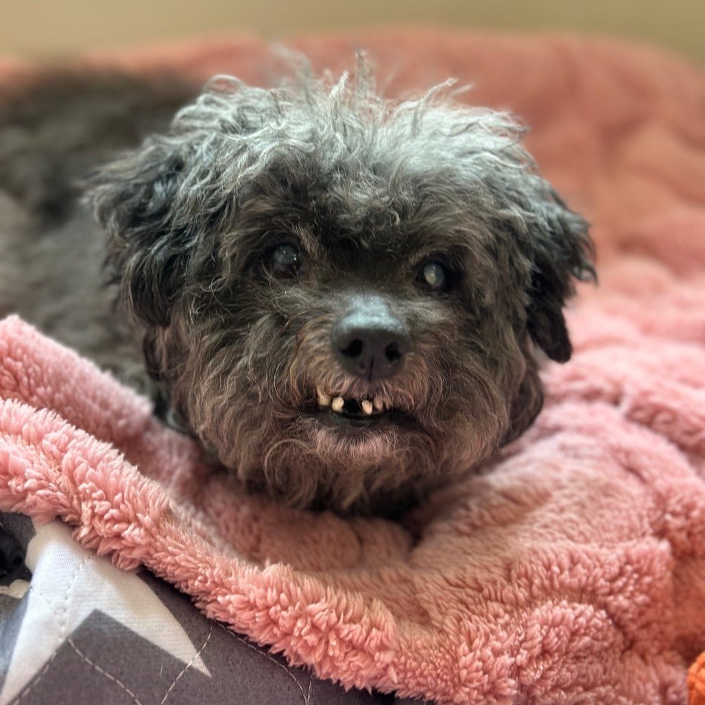Small dog with big eyes resting on a blanket at Best Friends Animal Sanctuary