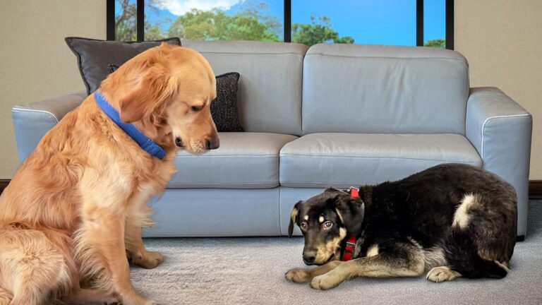 He Was a Street Dog So Scared He Couldn’t Move. Then Kobe Met Him.