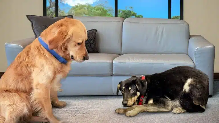 He Was a Street Dog So Scared He Couldn’t Move. Then Kobe Met Him.