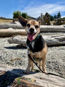 Wiggums the Chiweenie at the beach during his first week in his foster home — Old Dog Haven